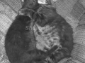 Cat Hugs3 Gray