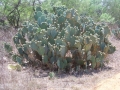 Family of Cactus