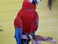 Red Parrot